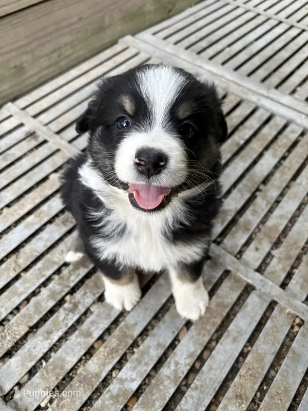 Male 4A – Australian Shepherd puppy for sale in Milroy, MN