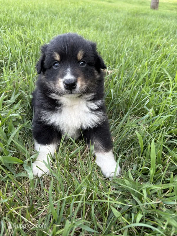 Male 2 – Australian Shepherd puppy for sale in Milroy, MN