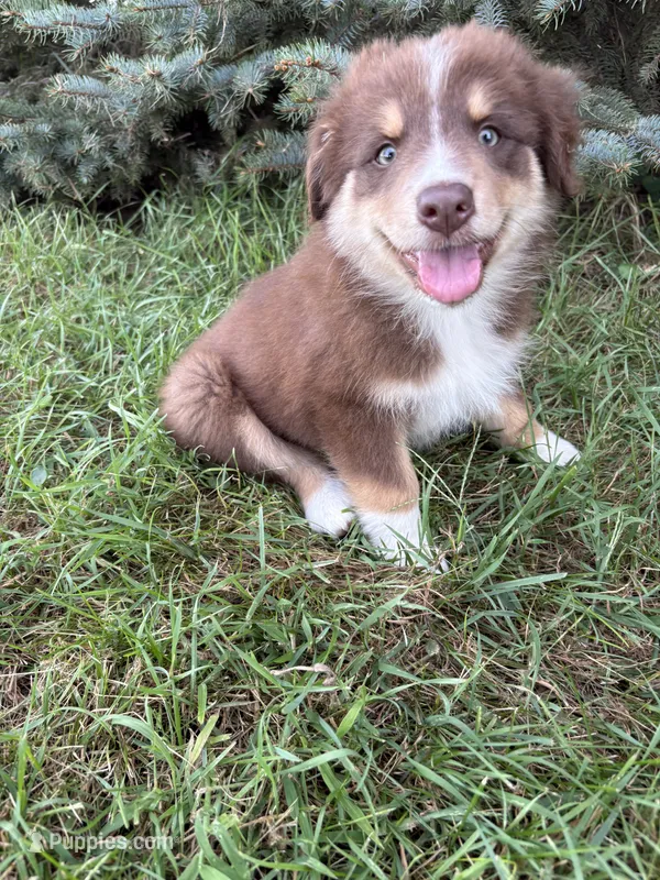 Female 3A – Australian Shepherd puppy for sale in Milroy, MN