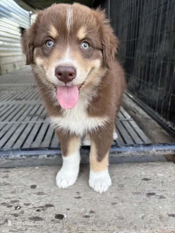 Female 4 – Australian Shepherd puppy for sale in Milroy, MN