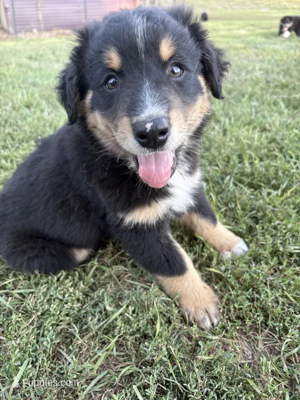 Male 1 – Australian Shepherd puppy for sale in Milroy, MN