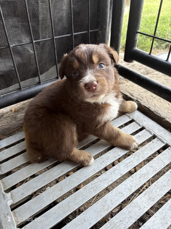 Female 4A – Australian Shepherd puppy for sale in Milroy, MN