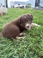 Female 4A, a female Australian Shepherd for sale in Milroy, MN – 4 of 4