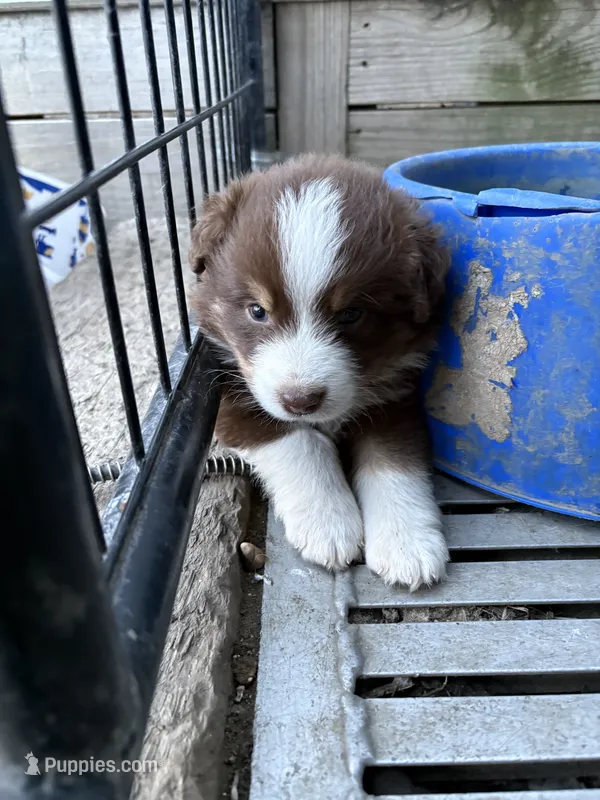 Female 2A – Australian Shepherd puppy for sale in Milroy, MN