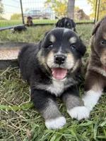 Male 3, a male Australian Shepherd for sale in Milroy, MN – 1 of 1