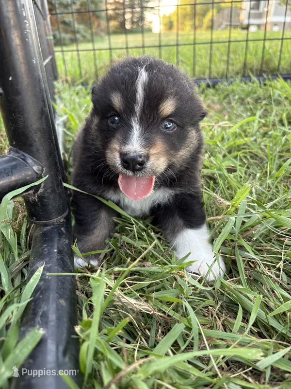 Male 4 – Australian Shepherd puppy for sale in Milroy, MN