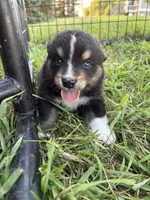 Male 4, a male Australian Shepherd for sale in Milroy, MN – 1 of 1