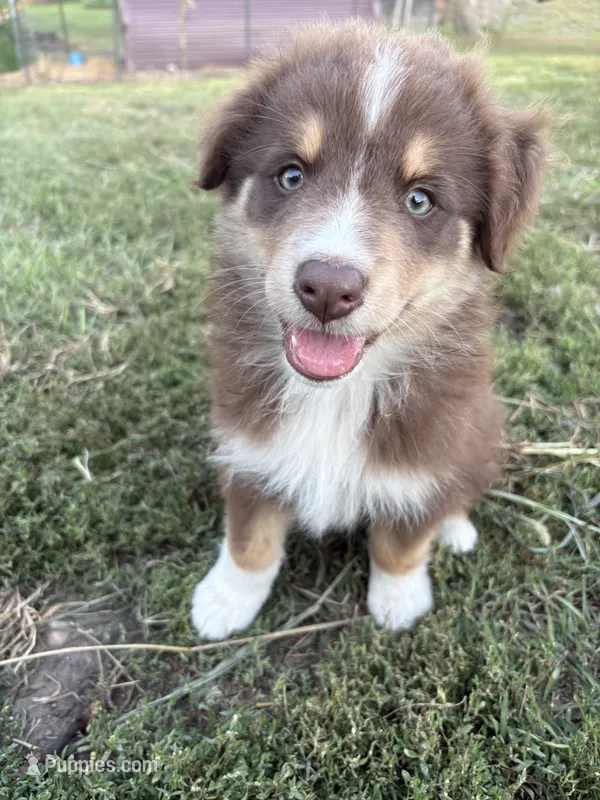Female 3A – Australian Shepherd puppy for sale in Milroy, MN