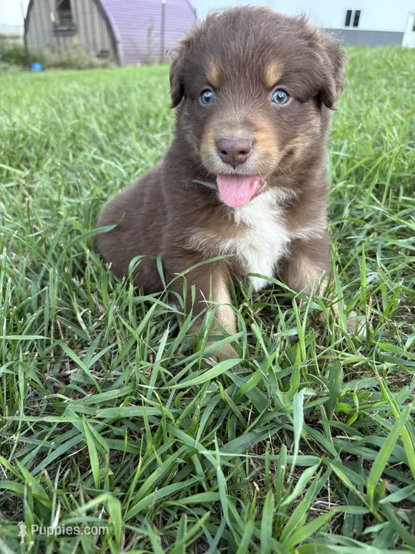 Male 1A – Australian Shepherd puppy for sale in Milroy, MN