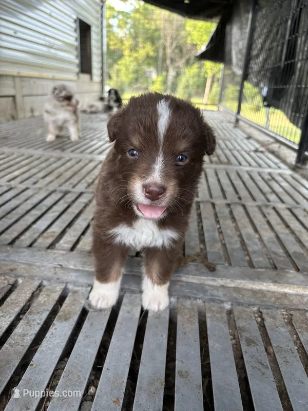Male 3A – Australian Shepherd puppy for sale in Milroy, MN