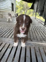Male 3A, a male Australian Shepherd for sale in Milroy, MN – 1 of 1