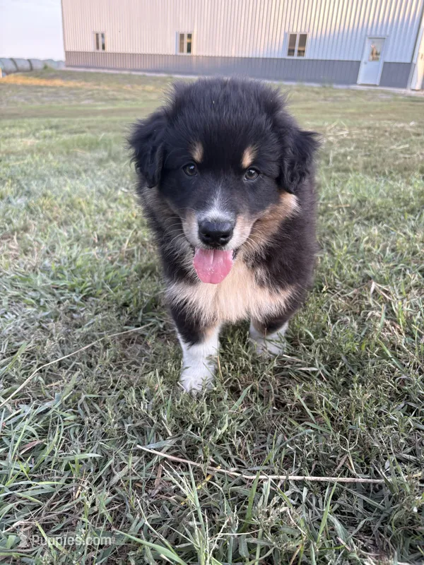 Male 2 – Australian Shepherd puppy for sale in Milroy, MN