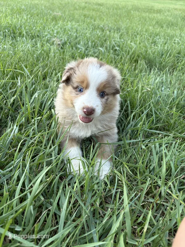 Female 7A – Australian Shepherd puppy for sale in Milroy, MN