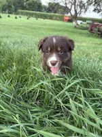 Female 4A, a female Australian Shepherd for sale in Milroy, MN – 3 of 4