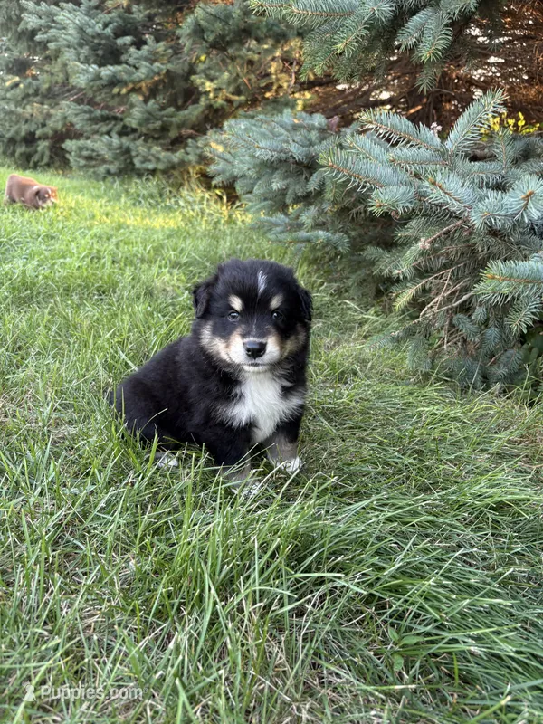 Male 3 – Australian Shepherd puppy for sale in Milroy, MN