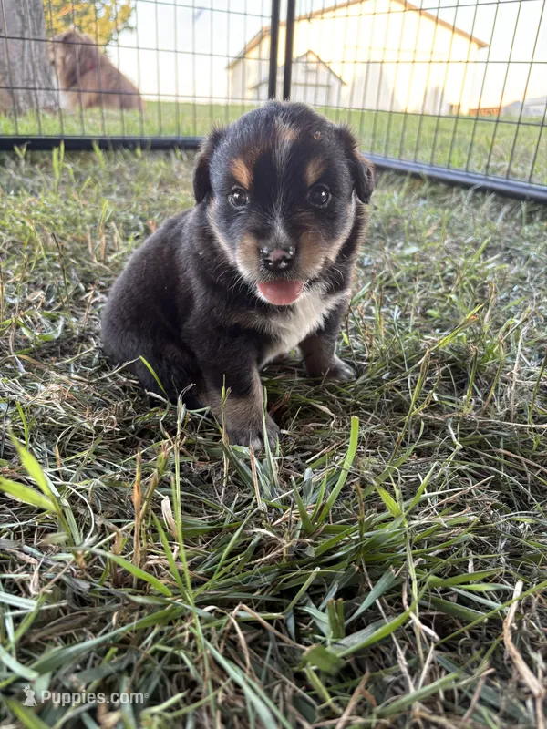 Male 1 – Australian Shepherd puppy for sale in Milroy, MN