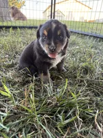 Male 1, a male Australian Shepherd for sale in Milroy, MN – 1 of 1