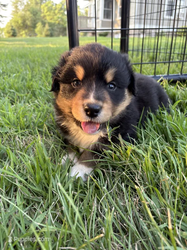 Female 1 – Australian Shepherd puppy for sale in Milroy, MN