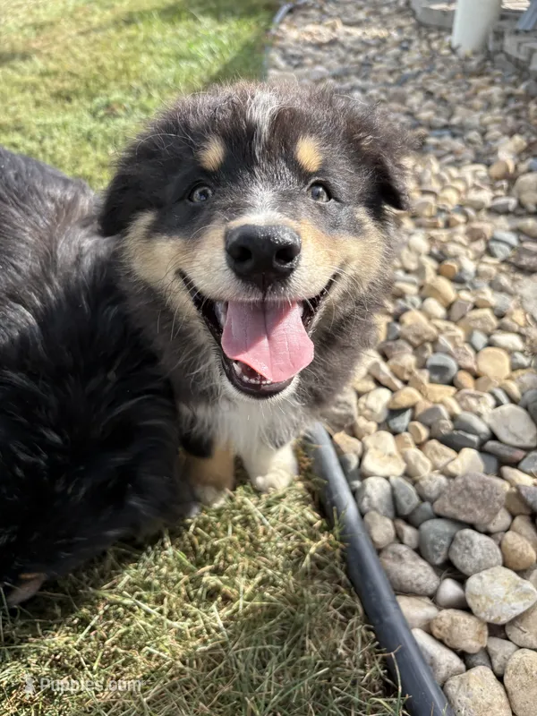Male 4 – Australian Shepherd puppy for sale in Milroy, MN