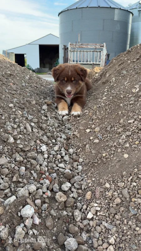 Female 4A – Australian Shepherd puppy for sale in Milroy, MN