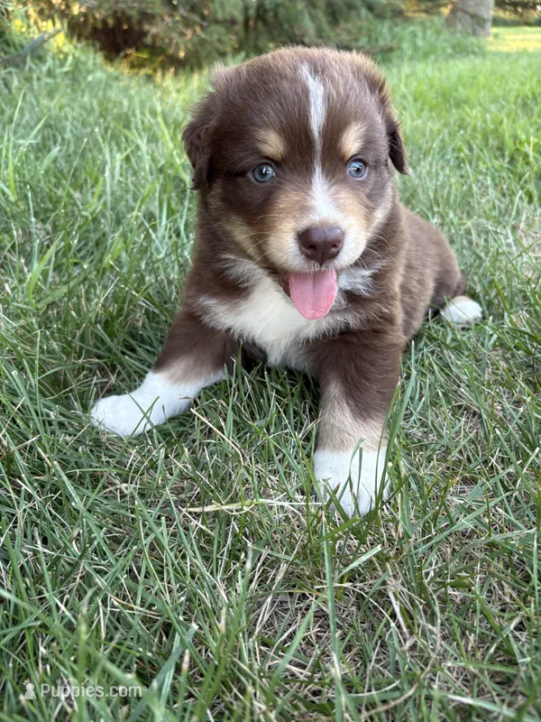 Female 4 – Australian Shepherd puppy for sale in Milroy, MN