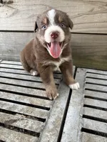 Male 2A, a male Australian Shepherd for sale in Milroy, MN – 1 of 1