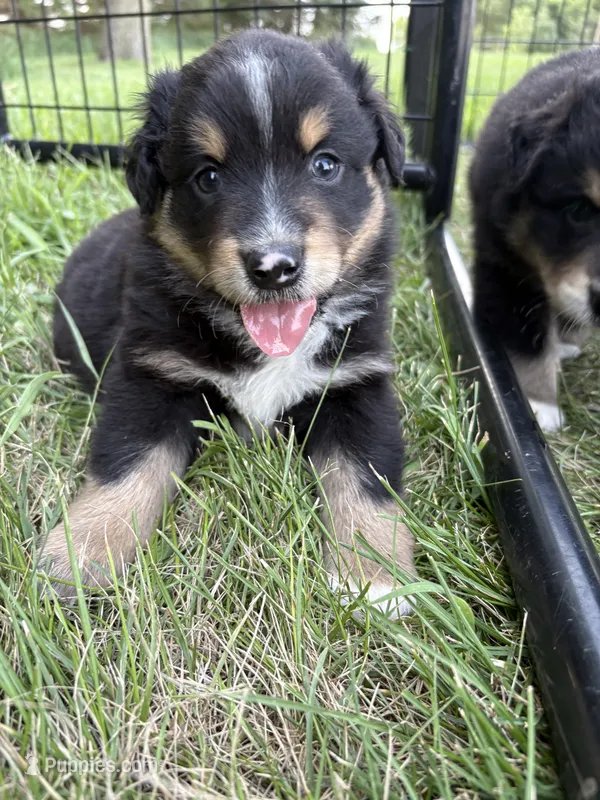 Male 1 – Australian Shepherd puppy for sale in Milroy, MN