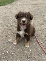 Female 4A, a female Australian Shepherd for sale in Milroy, MN – 2 of 4