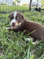 Female 5, a female Australian Shepherd for sale in Milroy, MN – 1 of 1