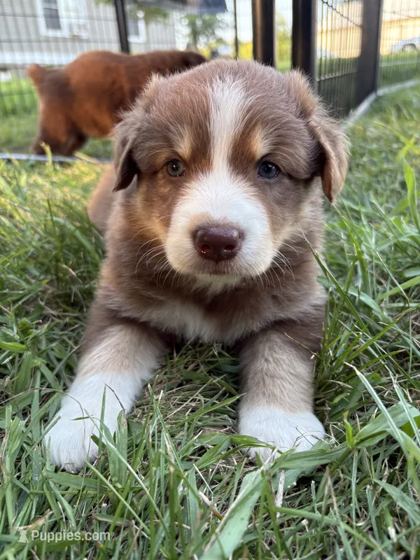 Female 2 – Australian Shepherd puppy for sale in Milroy, MN