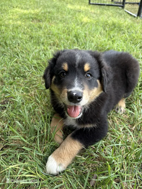 Male 1 – Australian Shepherd puppy for sale in Milroy, MN