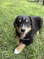 Male 1, a male Australian Shepherd for sale in Milroy, MN – 1 of 4