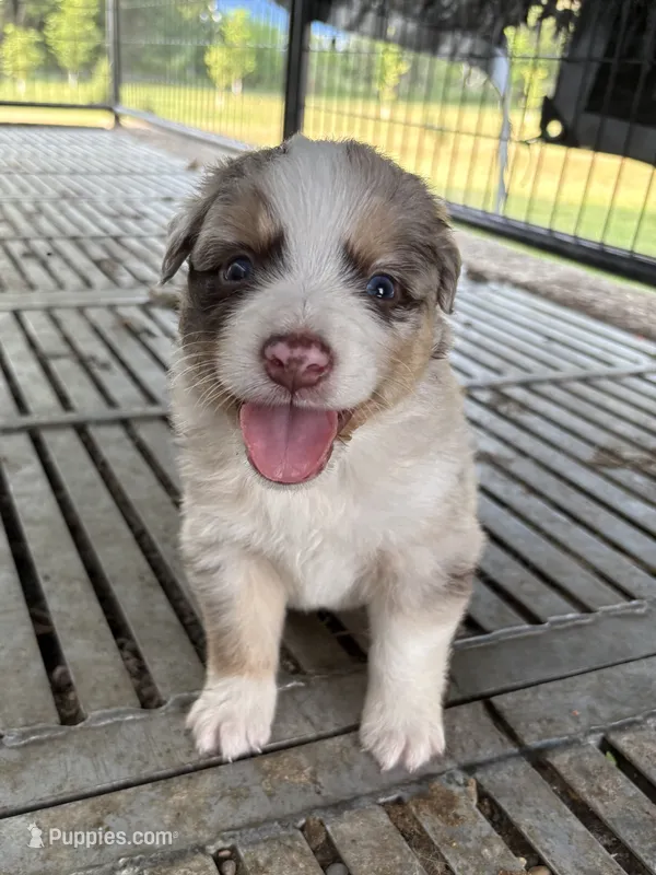 Female 5A – Australian Shepherd puppy on hold in Milroy, MN