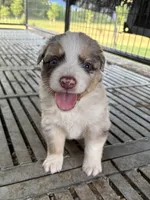 Female 5A, a female Australian Shepherd for sale in Milroy, MN – 1 of 1