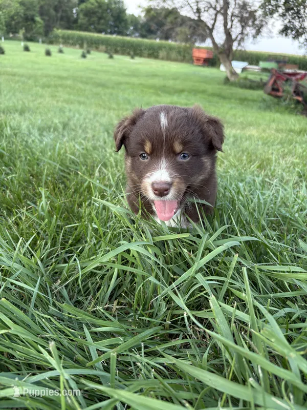 Female 4A – Australian Shepherd puppy for sale in Milroy, MN