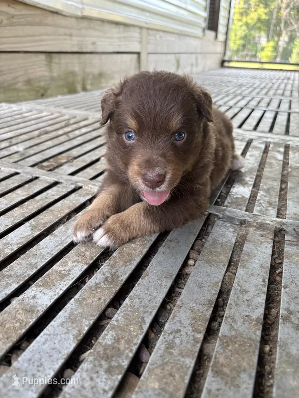 Male 1A – Australian Shepherd puppy for sale in Milroy, MN