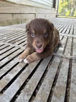 Male 1A, a male Australian Shepherd for sale in Milroy, MN – 1 of 1