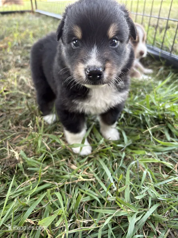 Male 2 – Australian Shepherd puppy for sale in Milroy, MN