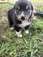 Male 2, a male Australian Shepherd for sale in Milroy, MN – 1 of 1
