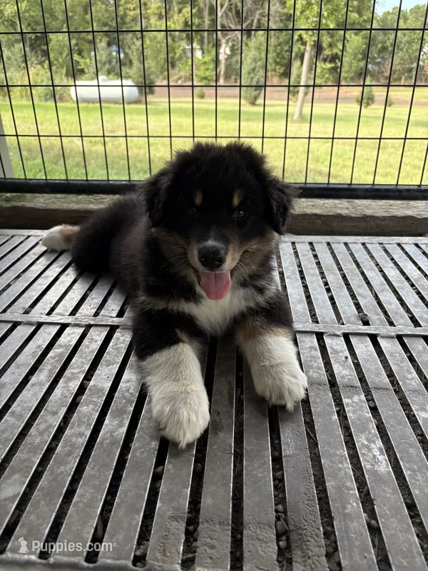 Male 2 – Australian Shepherd puppy for sale in Milroy, MN