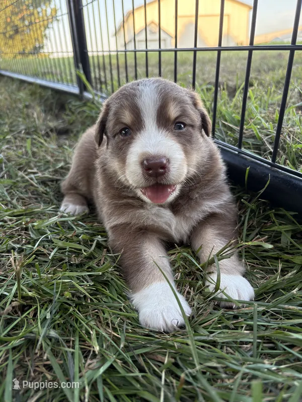 Female 2 – Australian Shepherd puppy for sale in Milroy, MN
