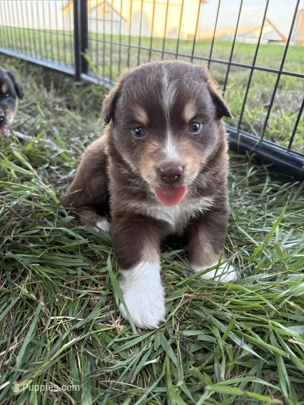 Female 4 – Australian Shepherd puppy for sale in Milroy, MN
