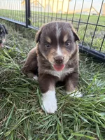 Female 4, a female Australian Shepherd for sale in Milroy, MN – 1 of 1