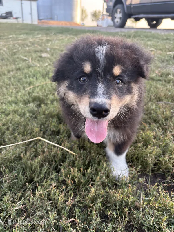 Male 4 – Australian Shepherd puppy for sale in Milroy, MN