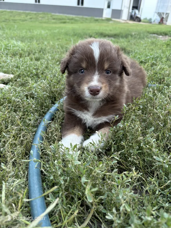 Male 3A – Australian Shepherd puppy for sale in Milroy, MN