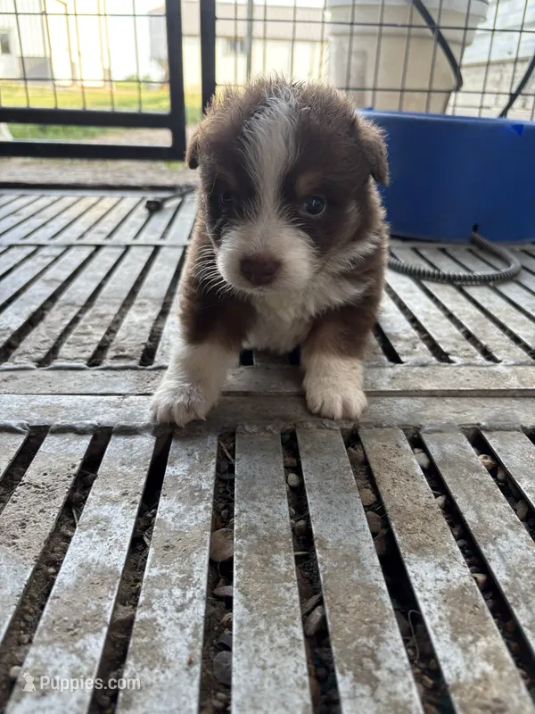 Female 2A – Australian Shepherd puppy for sale in Milroy, MN