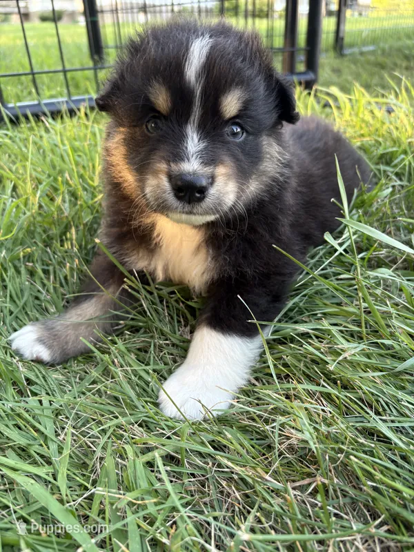 Male 4 – Australian Shepherd puppy for sale in Milroy, MN