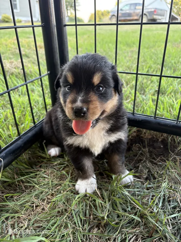 Female 1 – Australian Shepherd puppy for sale in Milroy, MN