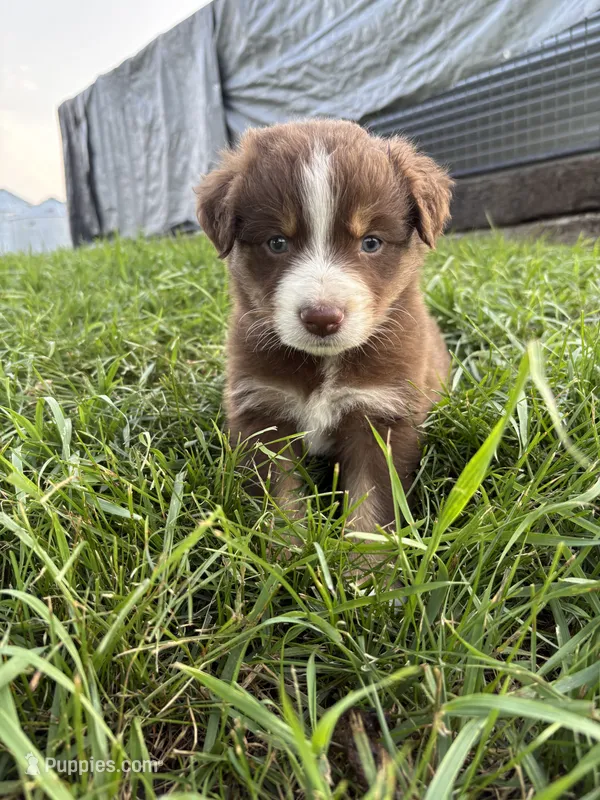 Male 2A – Australian Shepherd puppy for sale in Milroy, MN
