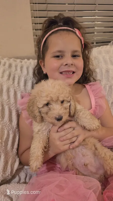 Rusty – Miniature Goldendoodle puppy for sale in Orange Park, FL